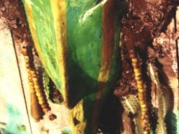 1992. s/ Luces de Kenya