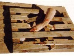 Texturas evolución estética